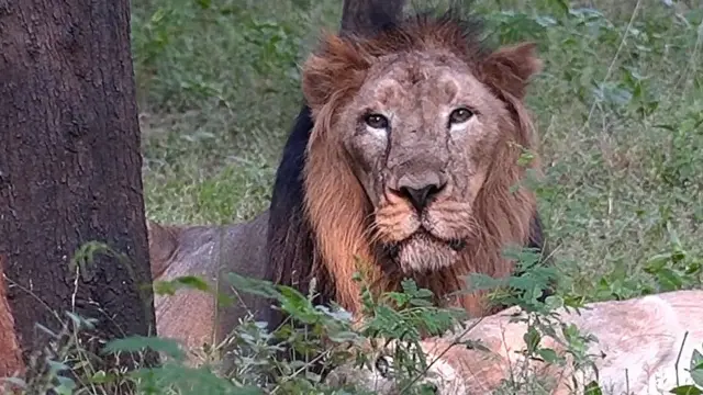 شیر کا آپریشن