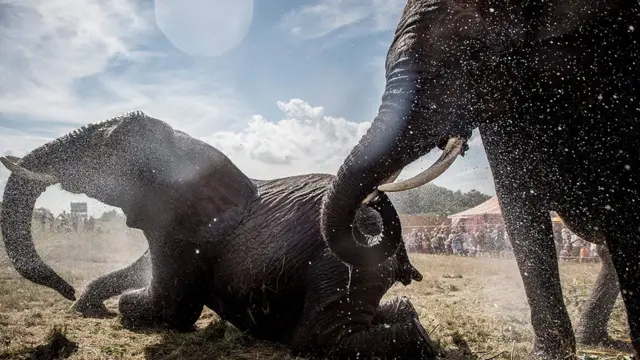 'விளையாடுங்கள், வேட்டையாடாதீர்கள்' - யானை குறித்து 11 சுவாரஸ்ய தகவல்கள்