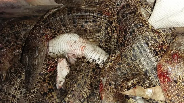 মৃত কুমিরের বাচ্চা