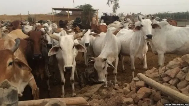 प्रातिनिधिक फोटो