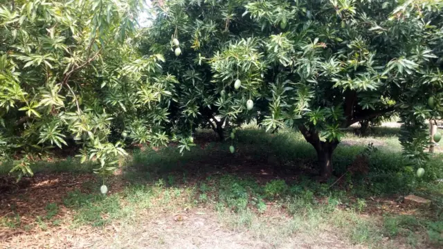 பஞ்சாபி விவசாயிகள்