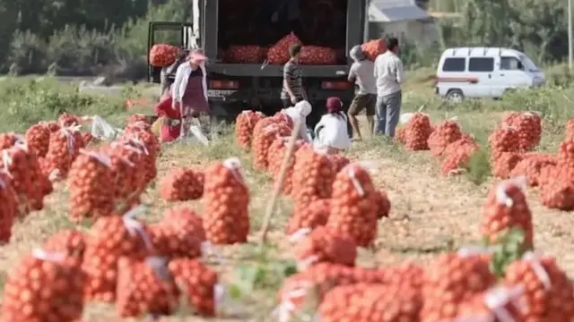 Пиёз қоплари машинага ортилаётган дала
