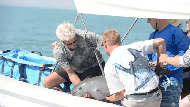 Científicos capturando una vaquita Foto: SEMARNAT