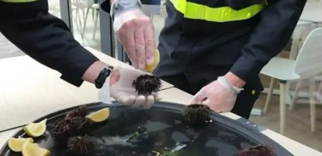 Bulu babi: Karantina di seluruh dunia.