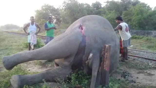 இலங்கையில் யானை - மனித மோதல்கள்