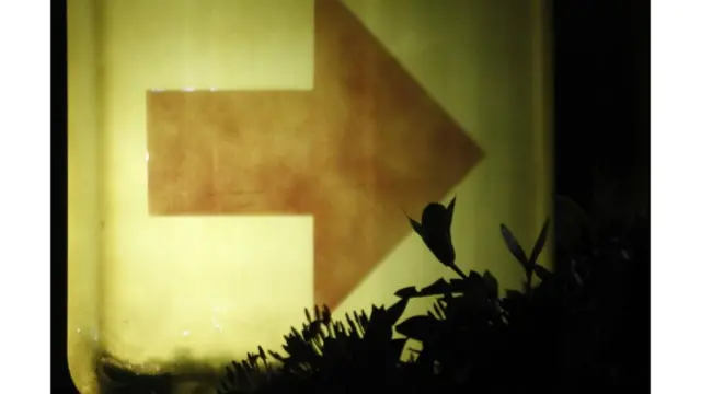 Imagen de un lector de BBC Mundo por el tema "Flores"