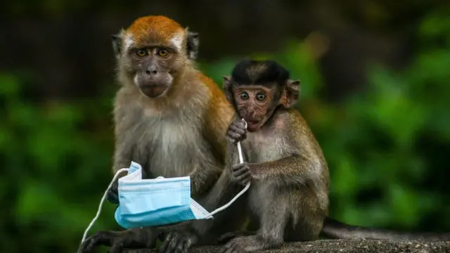 Unos monos en Malasia sostienen una mascarilla.