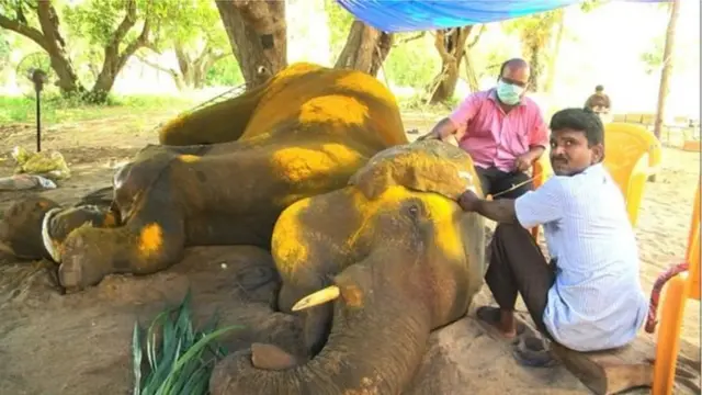 சிகிச்சை பெறும் யானை ராஜேஸ்வரி