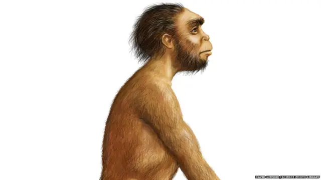 होमो नॅलेडी हा मानव नामशेष झाला असं २०१३ मध्ये सापडलेल्या अवशेषांवरून लक्षात आलं.