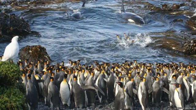 निको द ब्रुय्न