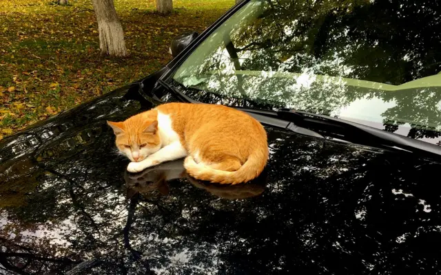 "Оттенки осени"