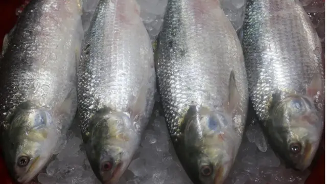 প্রজণন এবং খাবারের জন্য নদীতে আসে ইলিশ।