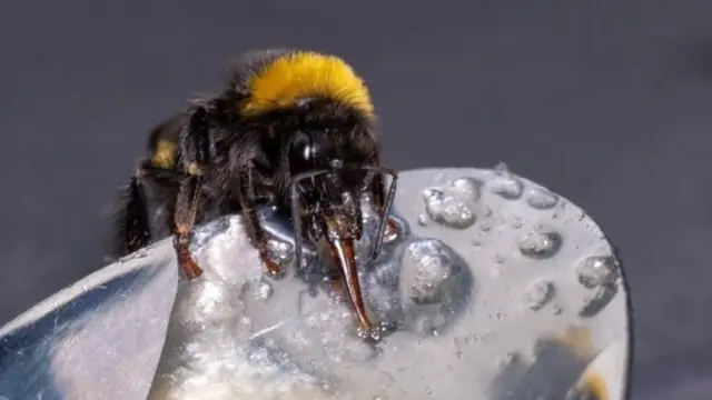 بعدسات الجمهور: "الأشياء الحلوة"