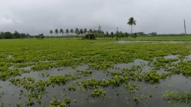 ગુજરાતમાં વરસાદ, ખેતરમાં ભરાયેલું પાણી