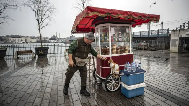 kucing liar, pandemi, virus corona, covid-19