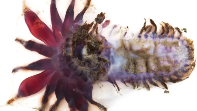 Морський огірок