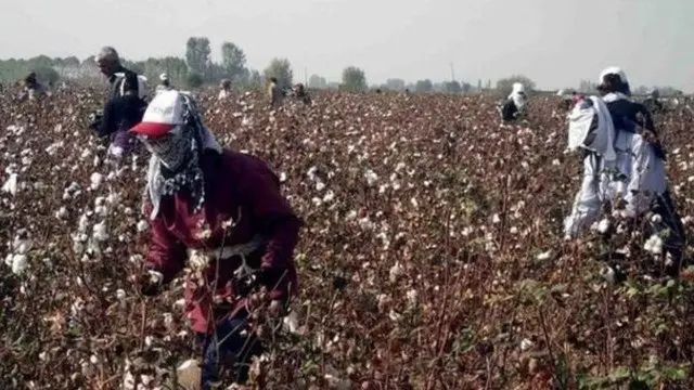 Пахта йиғим терими