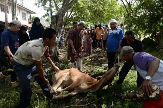 Umat Islam di provinsi Narathiwat, Thailand Selatan bersiap memotong sapi kurban.