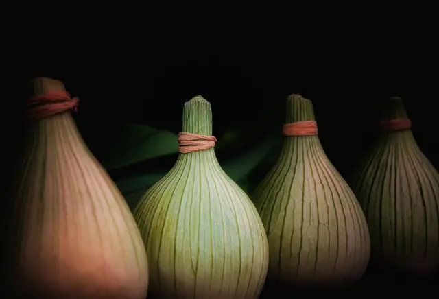 A row of large onions