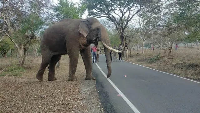 காட்டு யானை