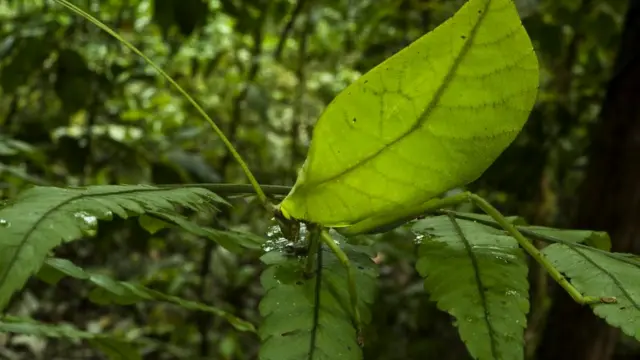 Листовой кузнечик (Cycloptera speculata)