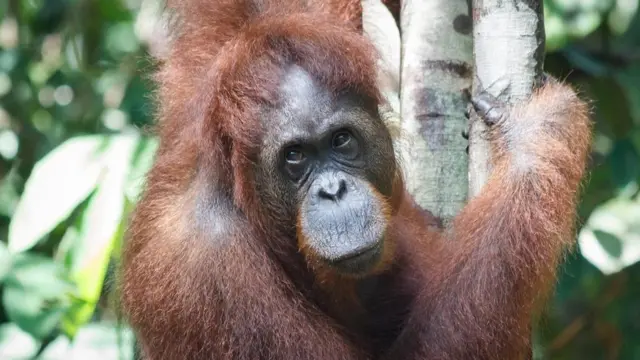 Un orangután de Borneo