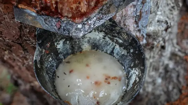 صنوبر کی گوند