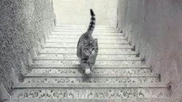گربه