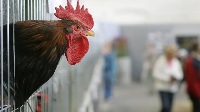 కోడి పుంజు