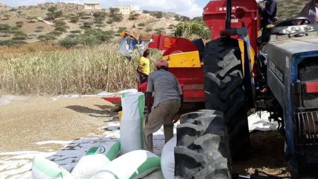 እኽሊ ኣብ ዓውዲ ከባቢ ከረን