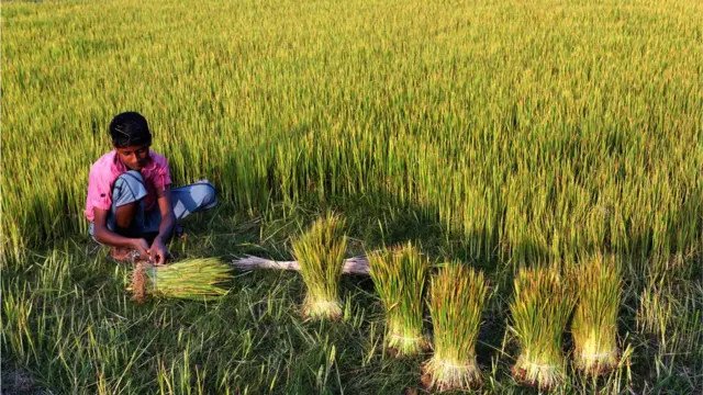 কৃষি জমি।