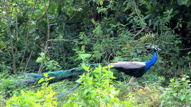 ਸੰਕੇਤਕ ਤਸਵੀਰ