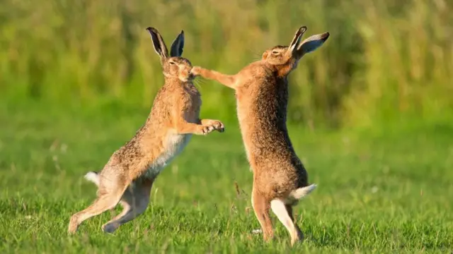 أرنبان من نوع "الأرنب الأوروبي" يتبادلان اللكمات