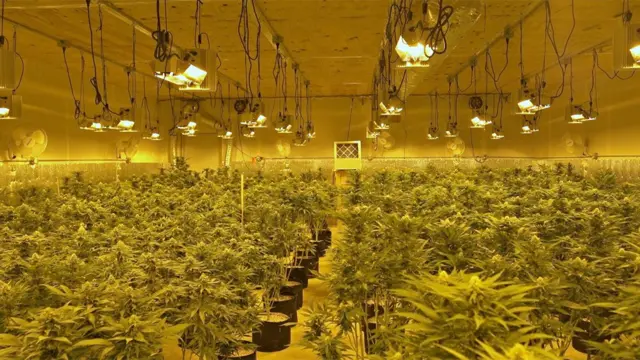 애런의 마리화나 농장 풍경