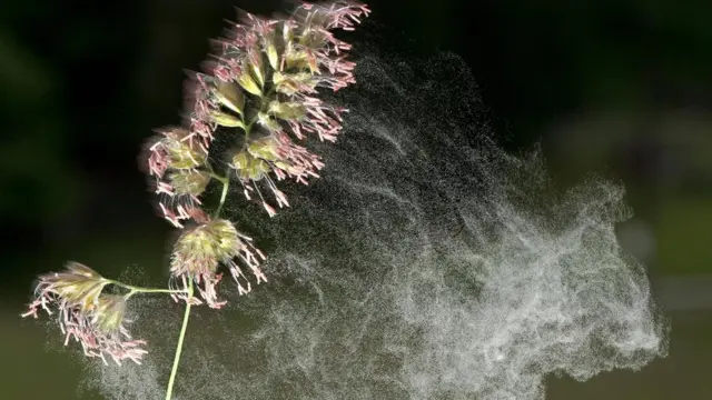 Polen nekih biljaka prenosi se vetrom, dok se drugi oslanjaju na insekte namernike koji oprašuju susedno bilje