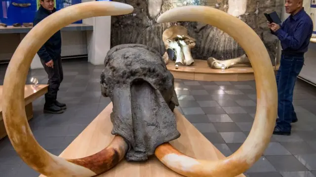 Mamut