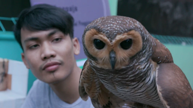 burung hantu