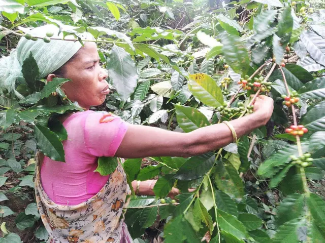 అరకు కాఫీ తోటలు