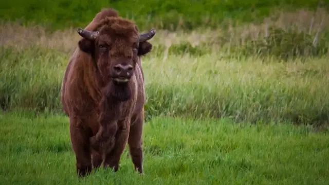 Беловежская пуща