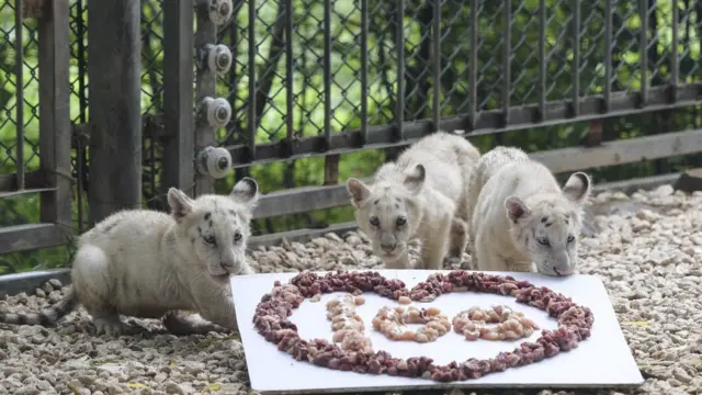 প্রতি বছরই আশঙ্কাজনক হারে বাঘের সংখ্যা কমছে