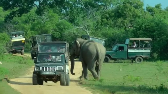 යාල සෆාරි