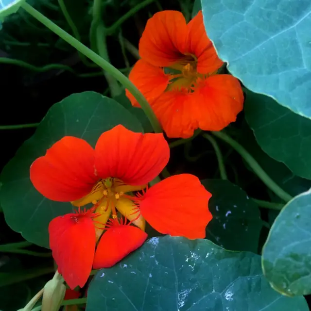 Dos flores de 5 pétalos de color rojo vibrante crecen entre hojas verdes.