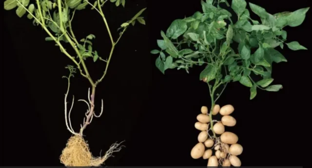 د ټیوبروسم او ټیوبروسم بوټو عکس چې څنګ په څنګ دي.