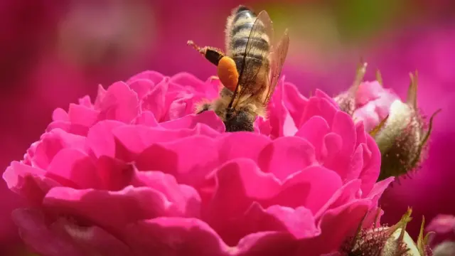 bunga