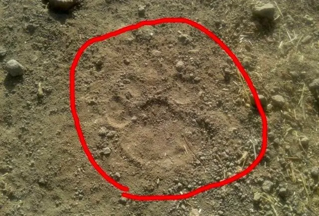 बिबट्या