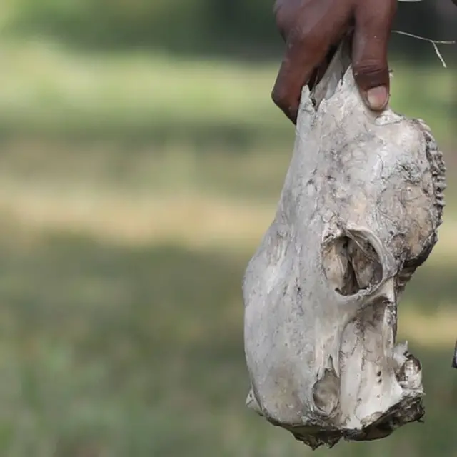 हड्डियां