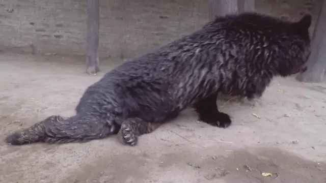 ریچھ