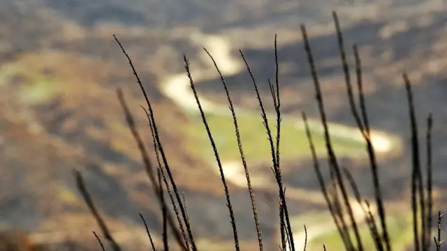 Mianzi iliyoungua katika mlima Kenya