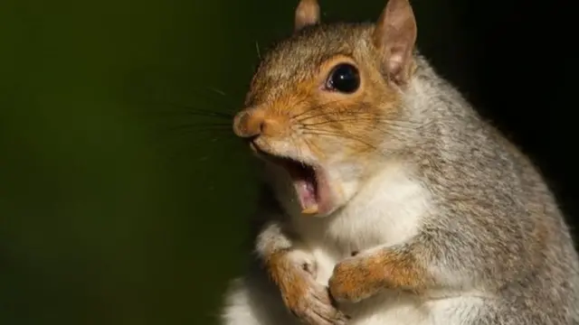 حيوانات للتجسس