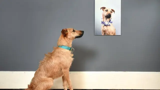 Retrato de perro con perro mirándolo.